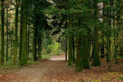 Footpath amidst trees in forest during autumn