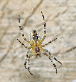 Close-up of spider on white surface