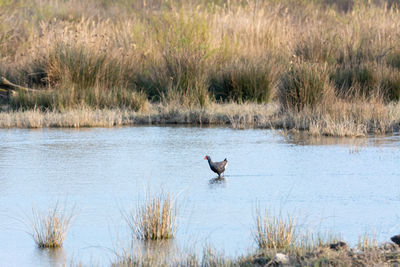 Purple gallinule porphyrio porphyrio wading wetland in search of food in natural park of  spain,
