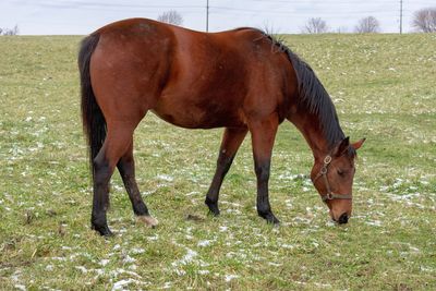 Horse grazing in field