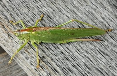 High angle view of insect on wood