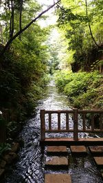 Footbridge over river in forest