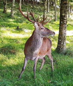 Deer standing in a forest