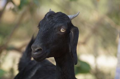 Close-up of a horse