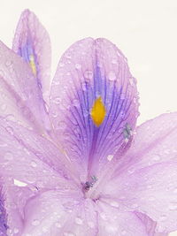 Close-up of wet purple flower in rain