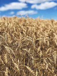 Close-up of wheat growing on field against sky