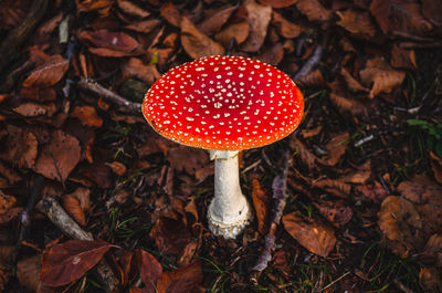 One single iconic red and white spotted mushroom isolated in natural environment