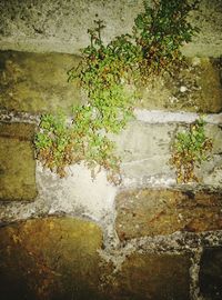 Close-up of plants against wall