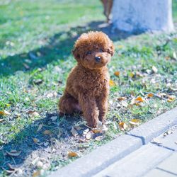 Dog sitting on grass