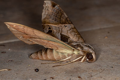 Close-up of butterfly on dry leaves