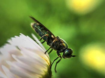 Close-up of bee pollinating on flower