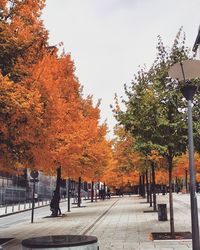 Footpath amidst trees in park against sky