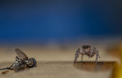 Close-up of spider on wood