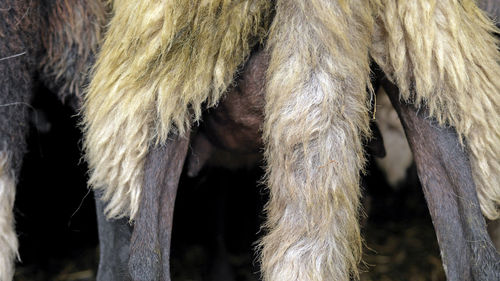 Close-up of a horse