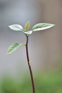 Close-up of white flowering plant