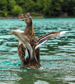 Duck flying over lake