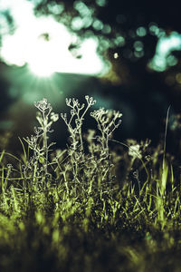 Close-up of grass on field during winter