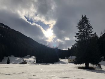 Snow covered trees by buildings against sky during winter