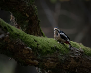 Close-up of bird perching on a tree