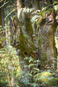 Close-up of moss growing on tree trunk