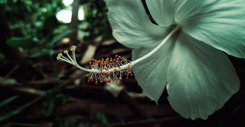 Close-up of flower on plant