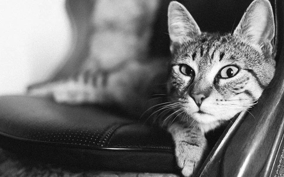 pets, one animal, domestic cat, domestic animals, animal themes, cat, mammal, indoors, feline, whisker, close-up, animal head, portrait, looking at camera, focus on foreground, relaxation, staring, home interior, animal body part