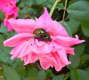 Close-up of bee on pink flower