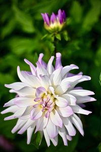 Close-up of purple flowering plant