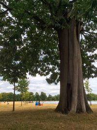 Trees growing in park