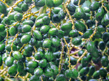 Full frame shot of fruit