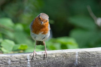 Portrait of a european robin perching on a wooden fence