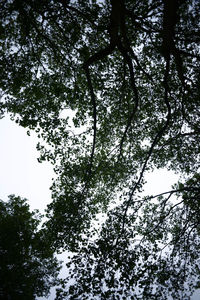 Low angle view of trees