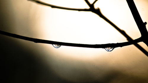 Close-up of twigs