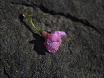 Close-up of pink rose flower