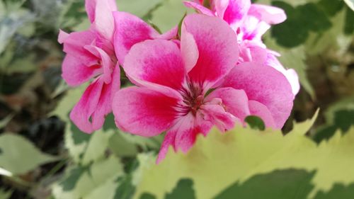 Close-up of pink flowers