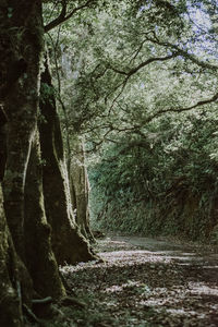 View of trees in forest