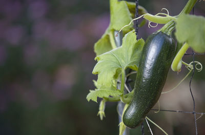 Close-up of zucchini plant