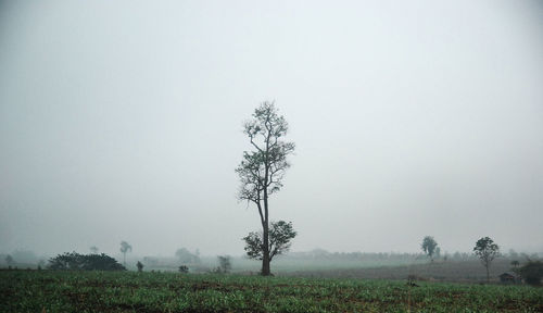 Tree on field against sky