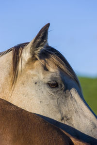 Close-up of horse against clear sky