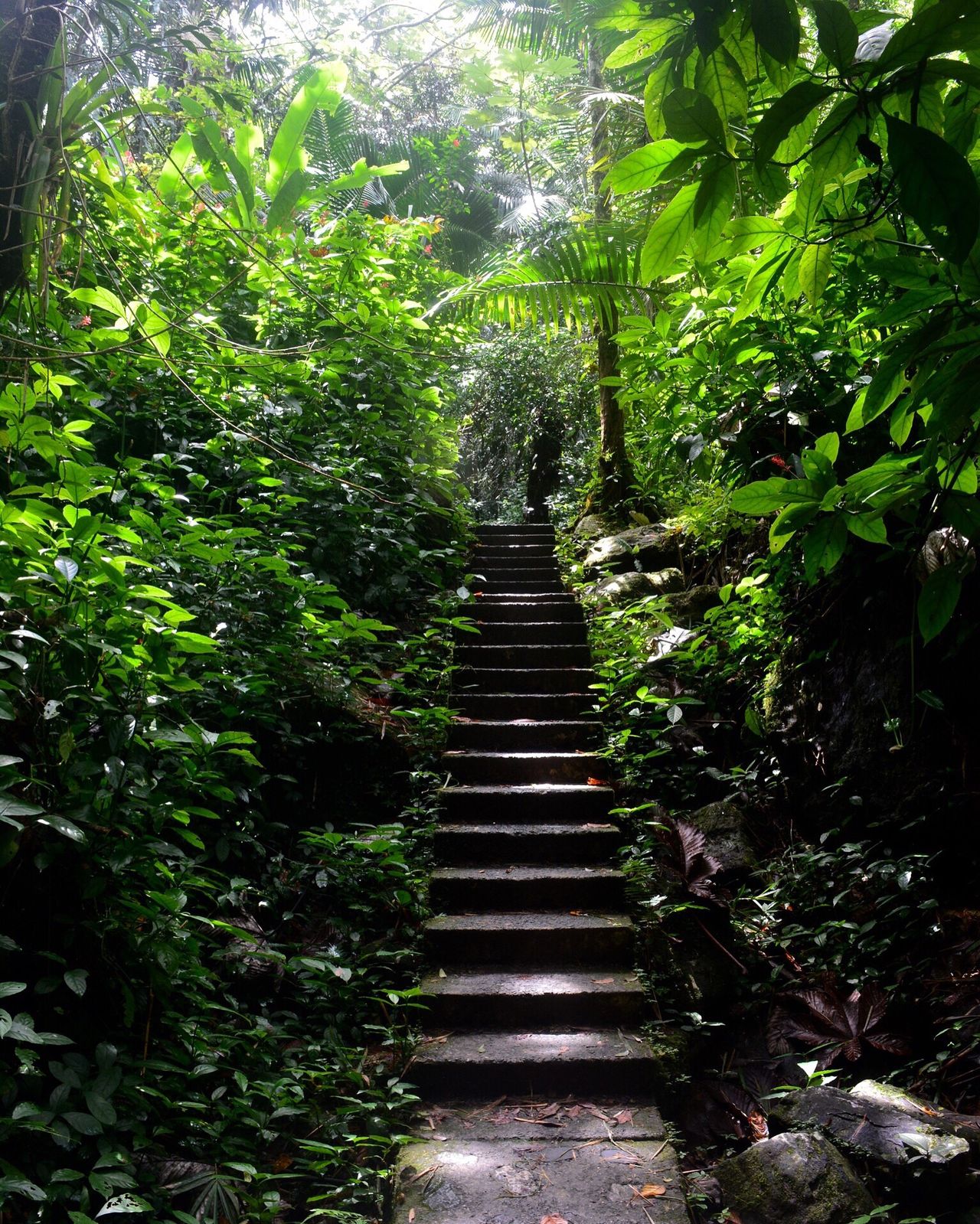 El Yunque