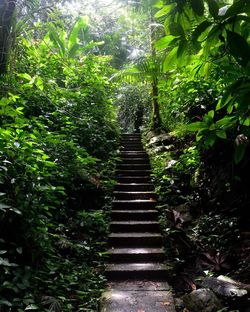 Low angle view of stairs along trees in park