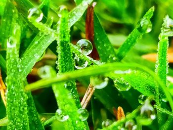 Close-up of wet plants