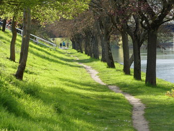 Trees growing on field in park