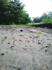 Trees in park