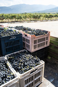 High angle view of grapes in vineyard