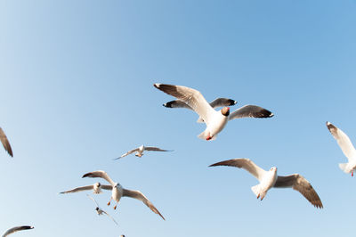 Flock of birds flying in sky