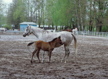 Horse on field