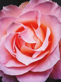 Close-up of pink rose