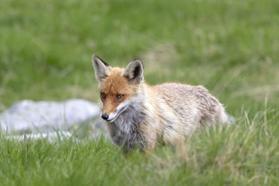 Portrait of a red fox on grass