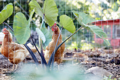 Free range chickens on an organic farm in hawaii